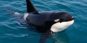 바다의 최상위 포식자 범고래의 사냥 기술
